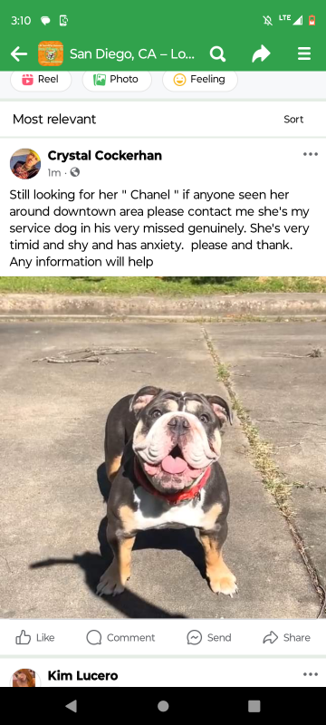 Lost Dog in San Diego, California — listing photo