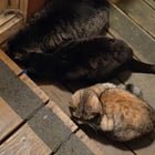 Found Cat in Portland, Oregon — Three lovely kitties need homes!