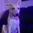 Lost Dog in Reno, Nevada — listing photo