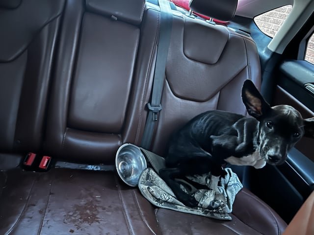 Found Dog in Detroit, Michigan — listing photo