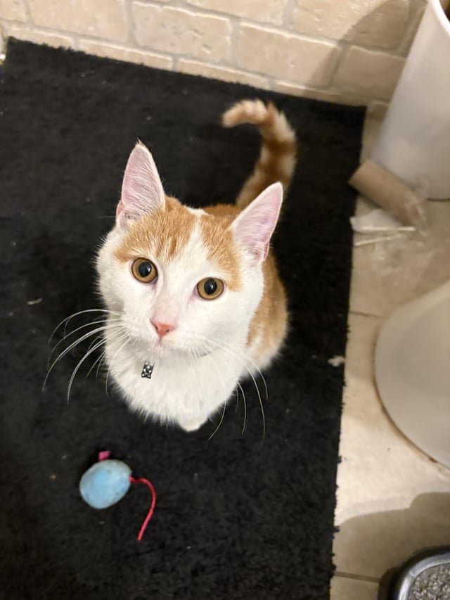found cat in Memphis, Tennessee