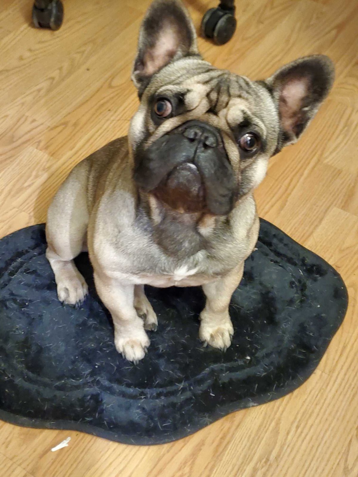 Lost Dog in Canoga Park — listing photo