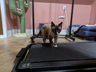 Lost Cat in K — listing photo