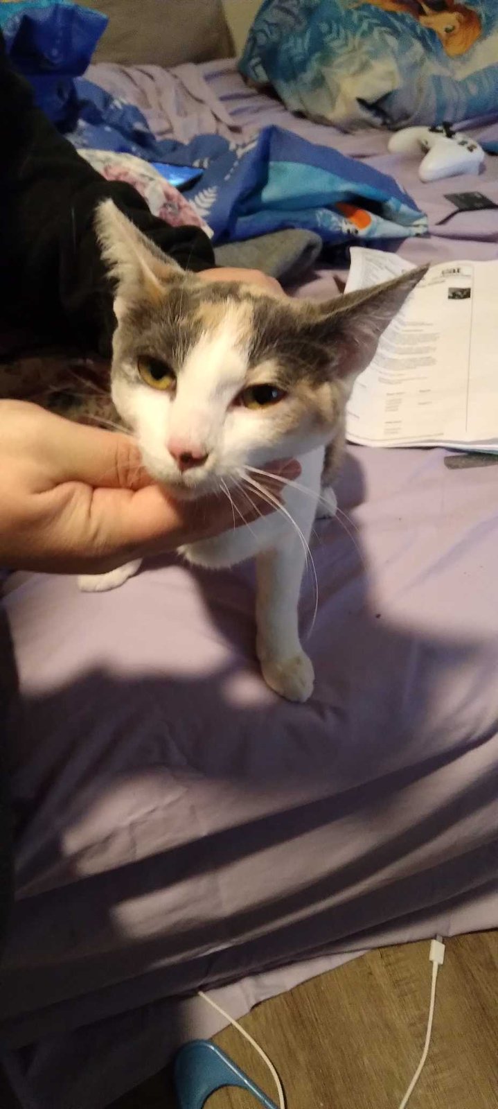 Lost Cat in Portland, Maine — listing photo