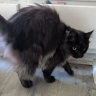 found cat in Bellingham, Washington