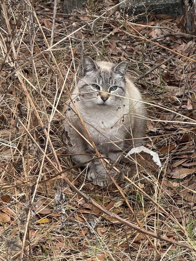 found cat in Jacksonville, Florida