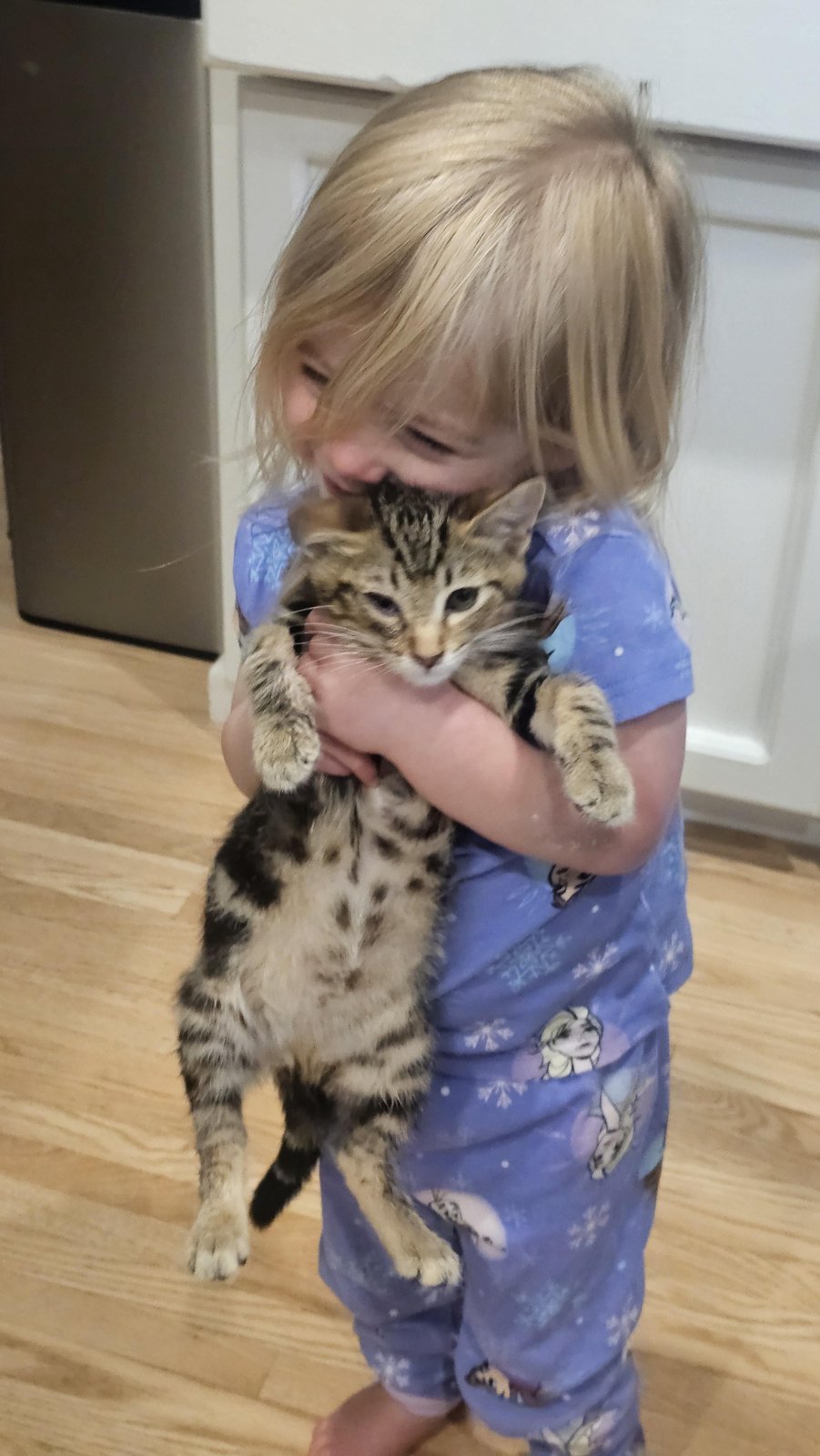 Pet alert in San Jose, California — 12 Week Old Kitten Looking for a Home