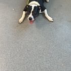 Found Dog in Washington, District of Columbia — FOUND: Puddles the Pittie Mix in Columbia Heightd