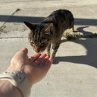 Lost Cat in K — Do you recognize this cat?