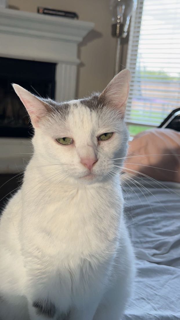Lost Cat in St. Petersburg, Florida — listing photo
