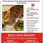 lost cat in Providence, Rhode Island