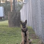 lost dog in Memphis, Tennessee