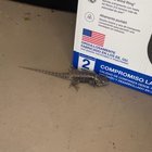Pet alert in Tucson, Arizona — anyone know what this is?