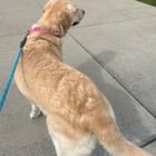 lost dog in Columbus, Ohio