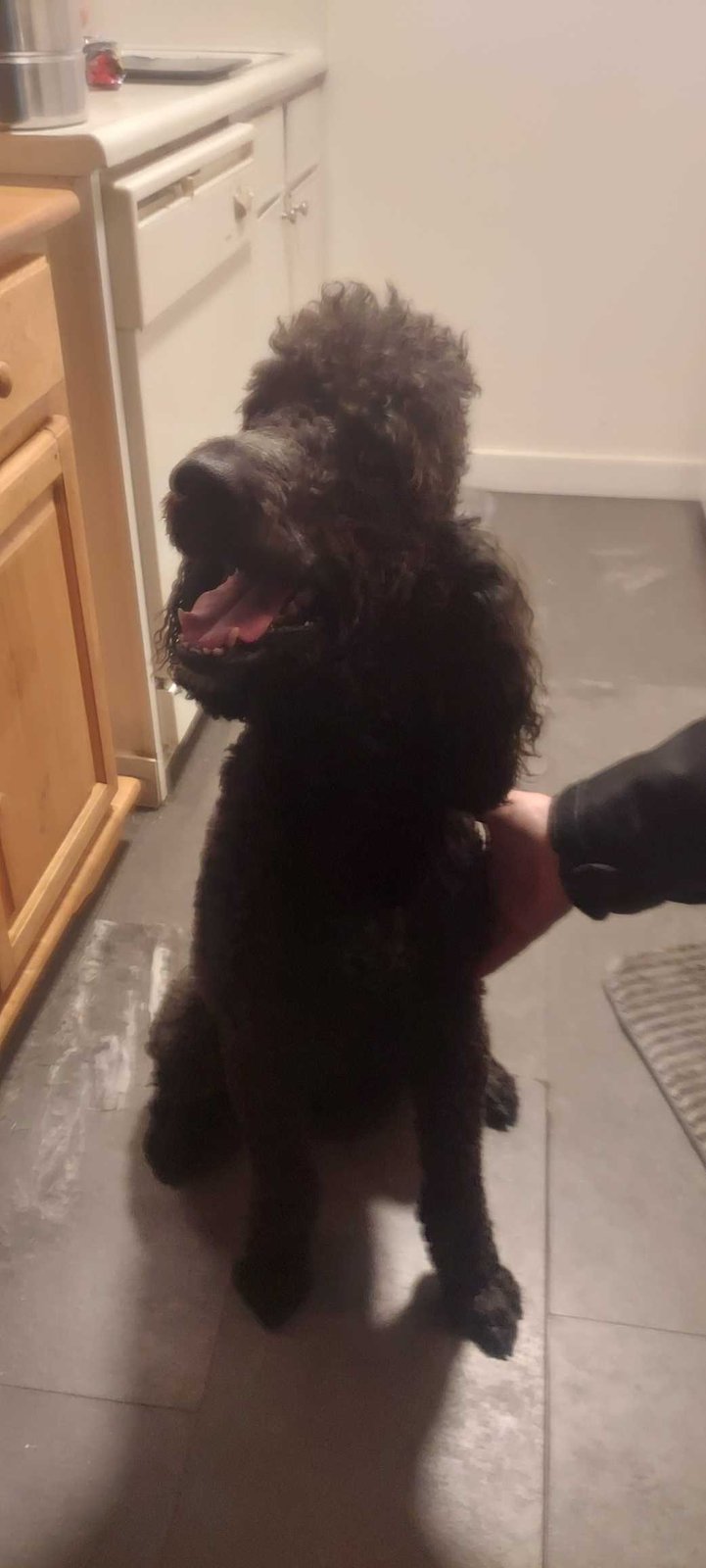 Found Dog in Colorado Springs, Colorado — listing photo