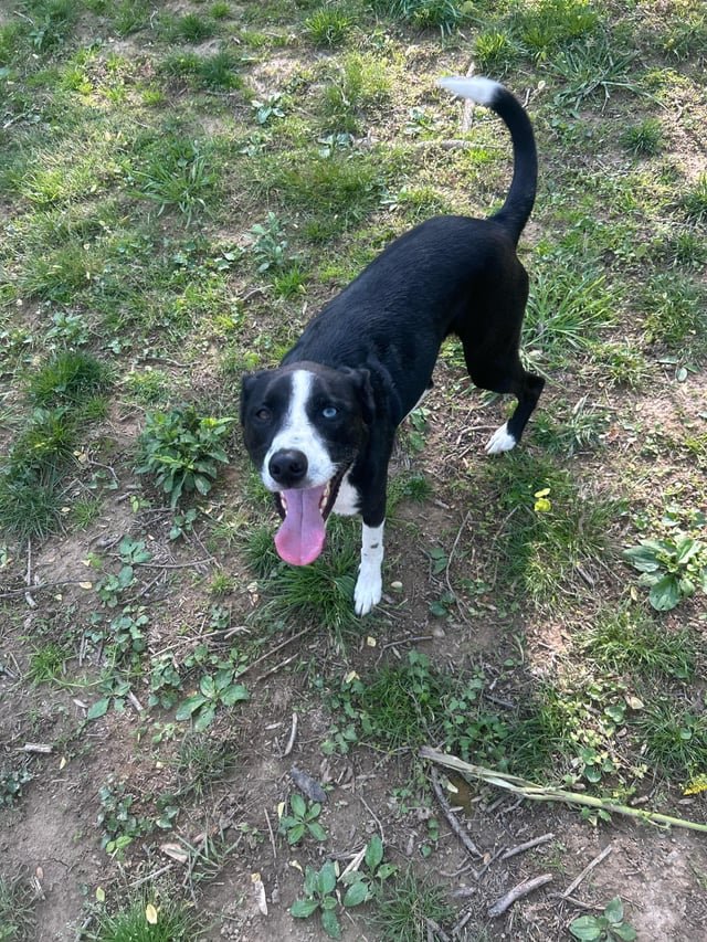 Lost Dog in Nashville, Tennessee — listing photo
