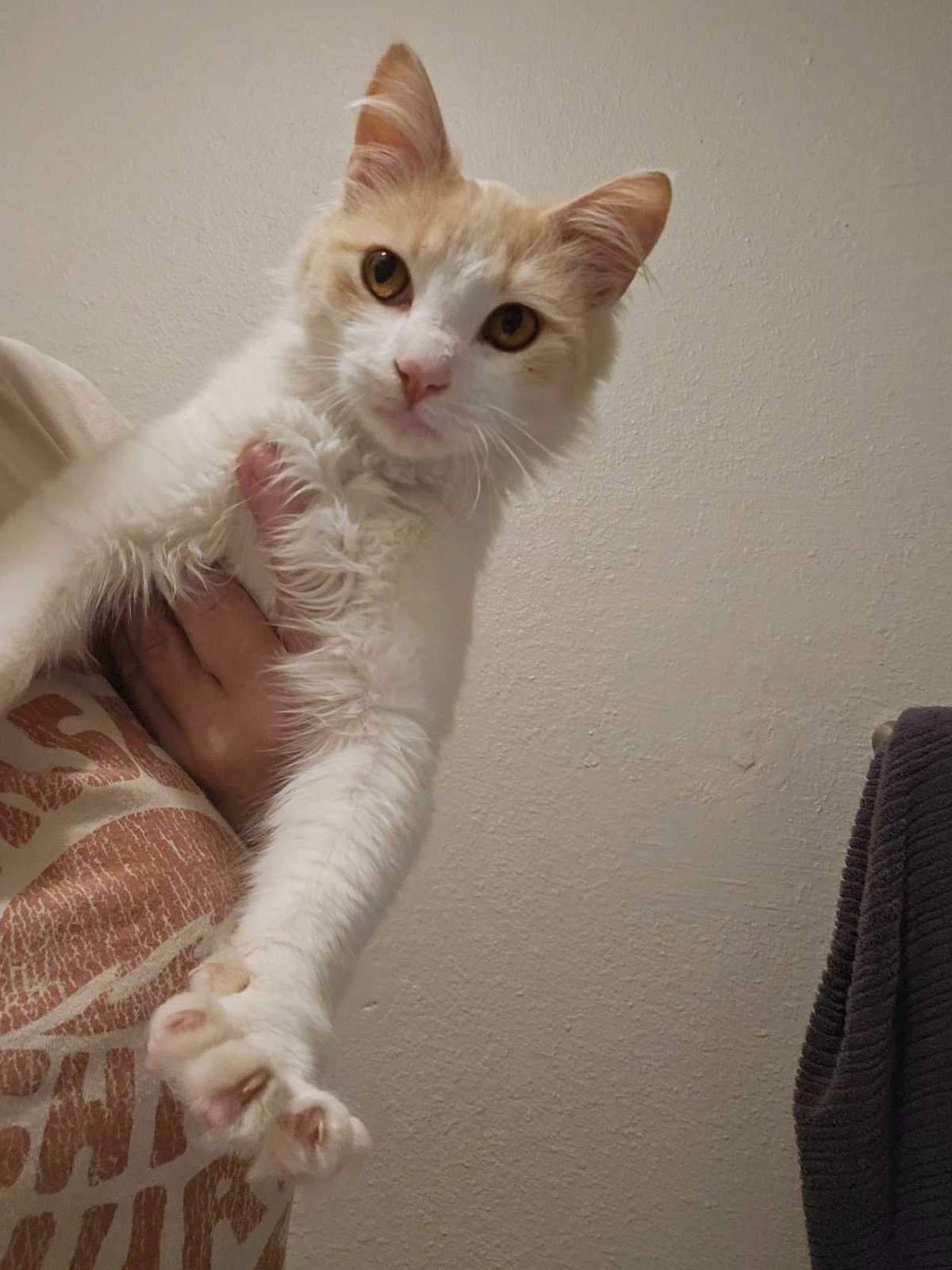Found Cat in Tulare, California — listing photo