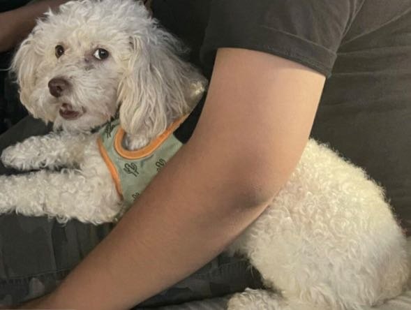 Lost Dog in Anaheim, California — listing photo