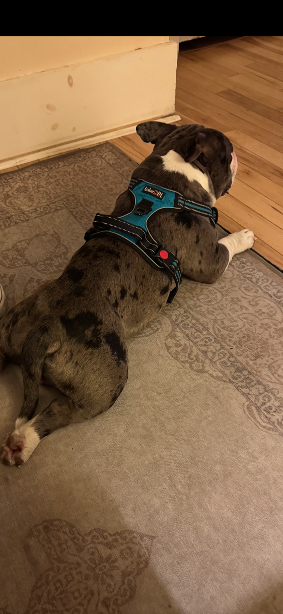 Found Dog in Colorado Springs, Colorado — listing photo