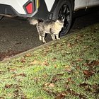 lost cat in Seattle, Washington