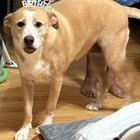 Found Dog in Memphis, Tennessee — Dog For Adoption
