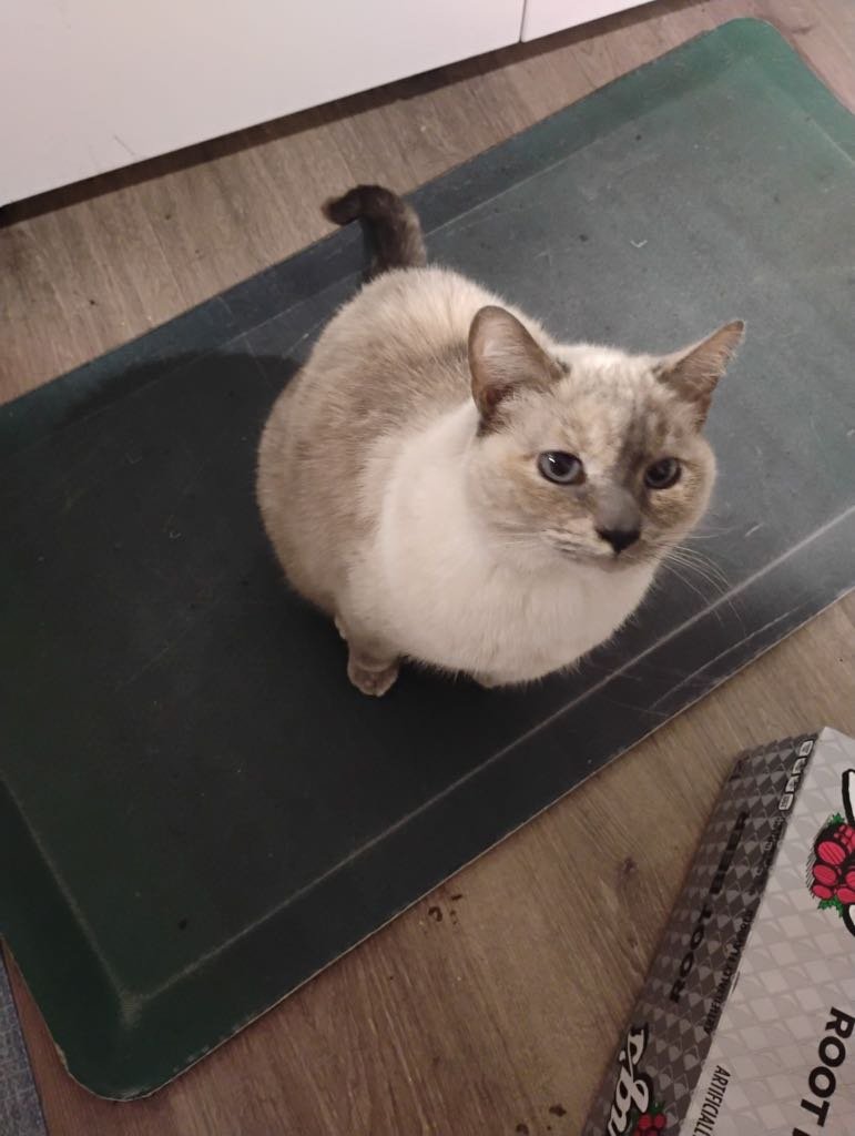 Lost Cat in Round Rock, Texas — listing photo