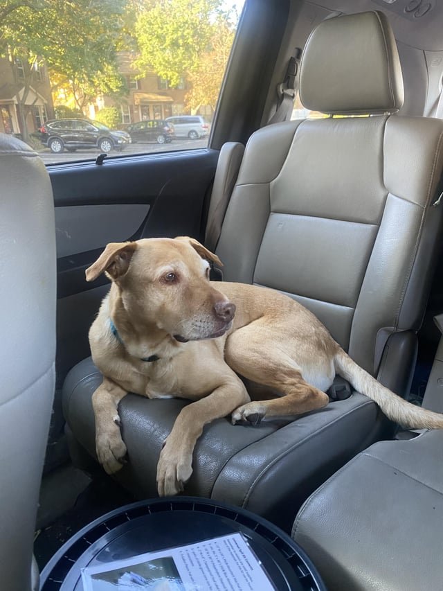 Lost Dog in Billings, Montana — listing photo