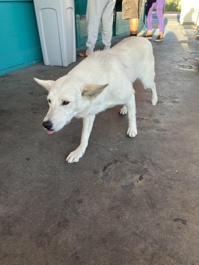 lost dog in Long Beach, California