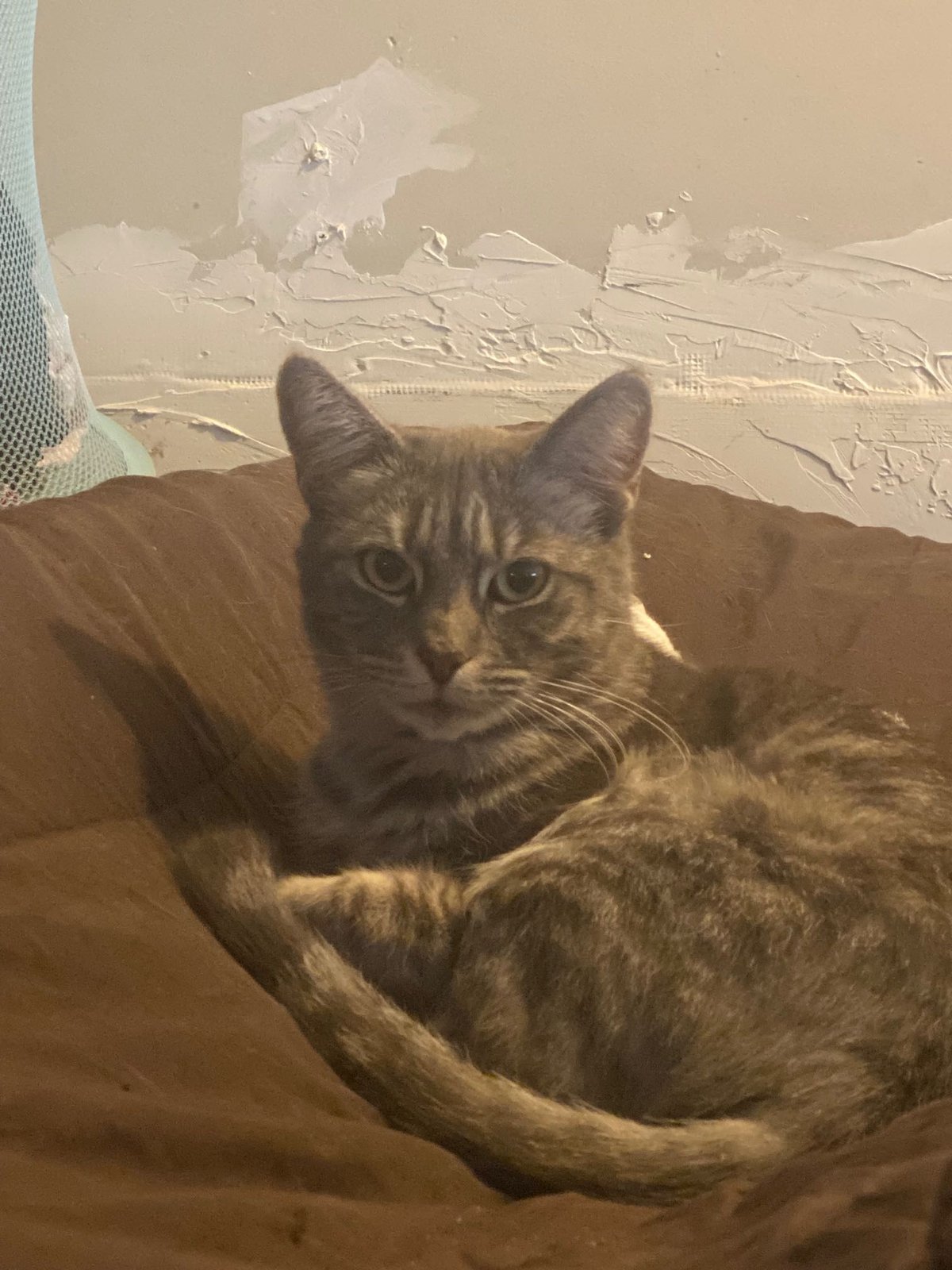 Lost Cat in Sacramento, California — listing photo