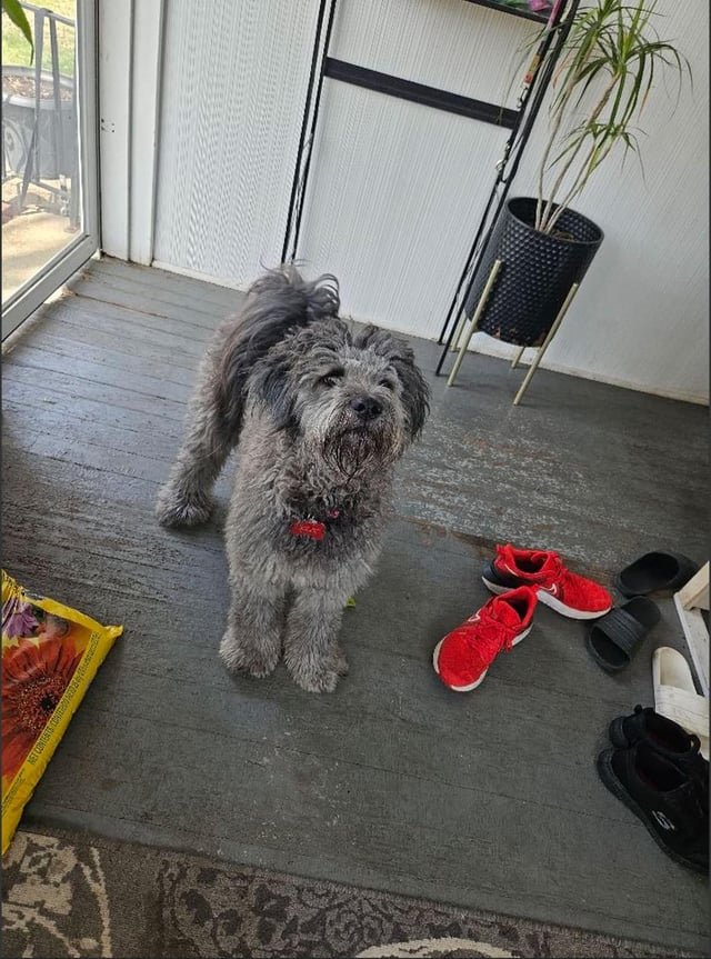 lost dog in Des Moines, Iowa