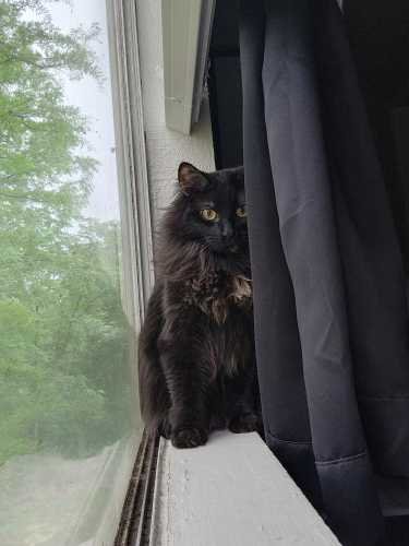 Lost Cat in Fort Worth, Texas — listing photo