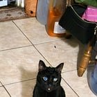 lost cat in Austin, Texas