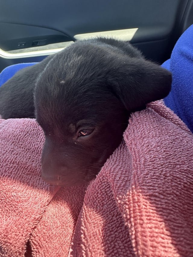 Found Dog in El Paso, Texas — Why do people dump dogs here?