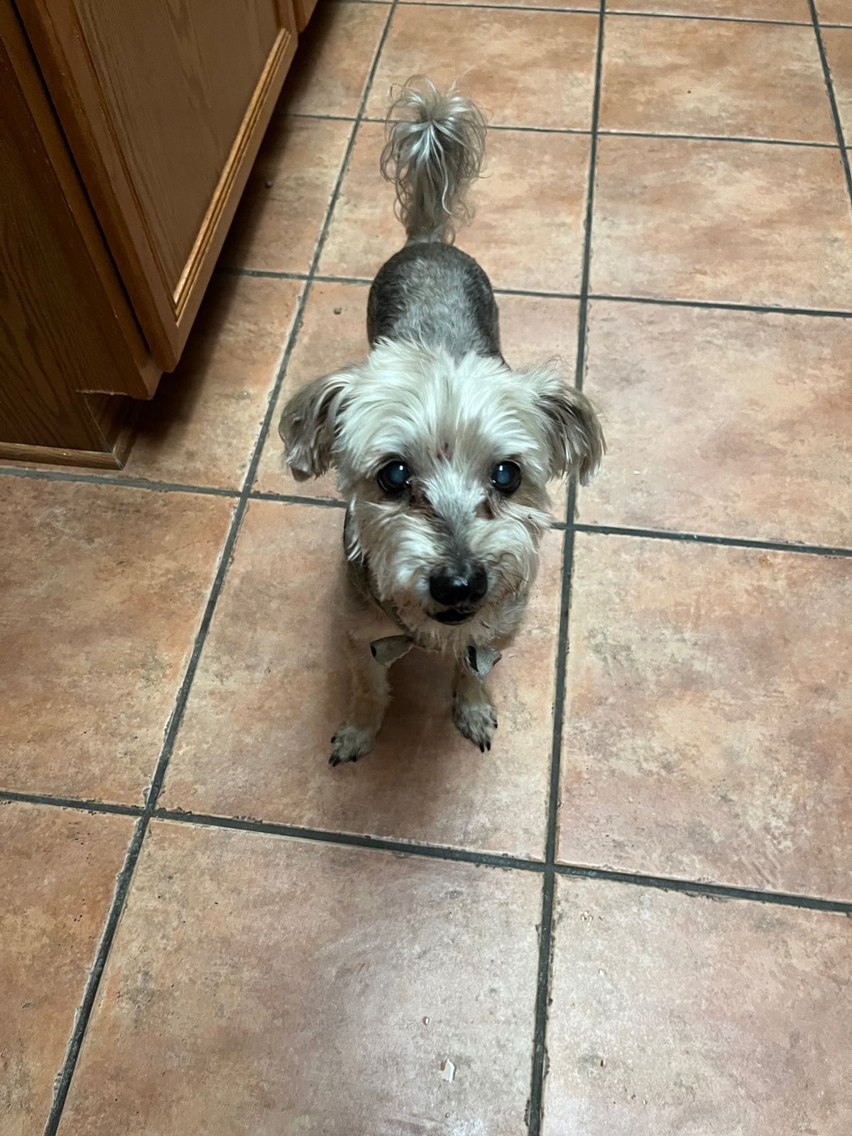 Lost Dog in Ingleside — listing photo