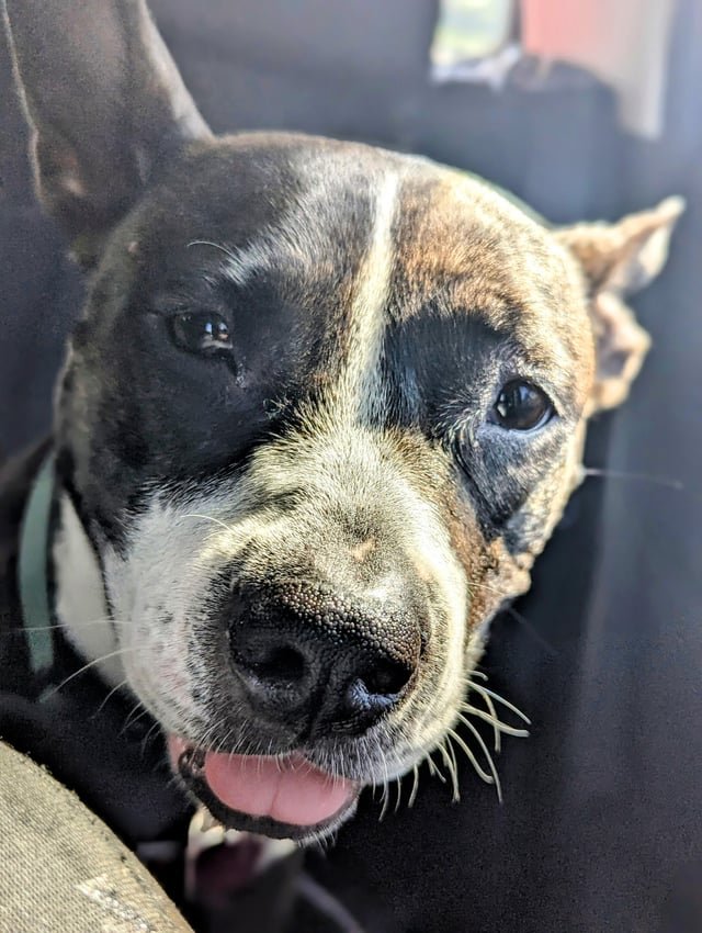 lost dog in Philadelphia, Pennsylvania
