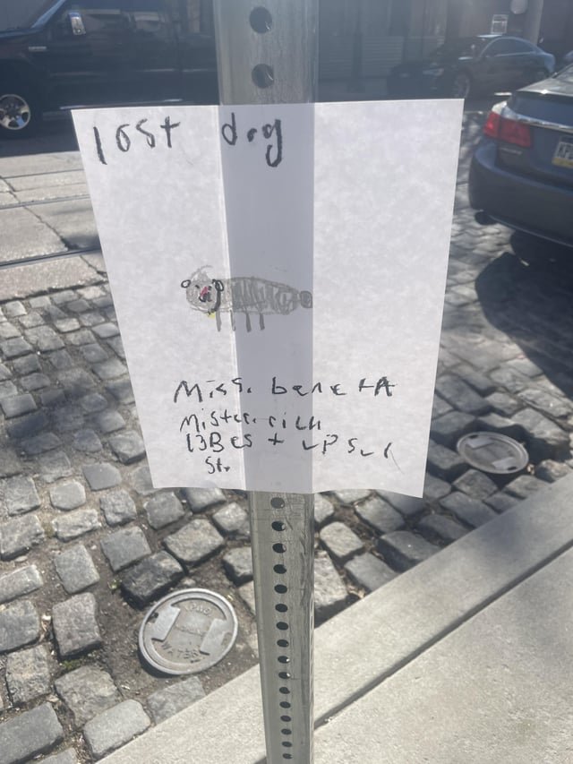 Lost Dog in Philadelphia, Pennsylvania — listing photo