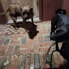 lost dog in Chattanooga, Tennessee