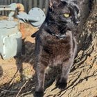 lost cat in Dayton, Ohio