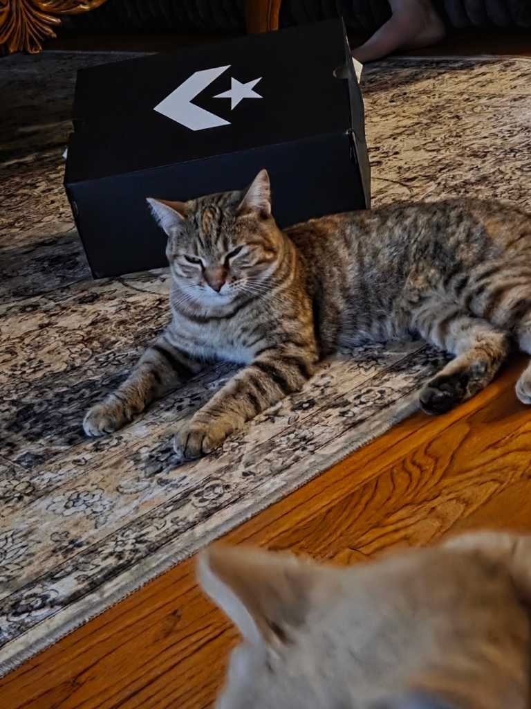 Lost Cat in Ontario, California — listing photo