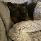 lost cat in Sacramento, California