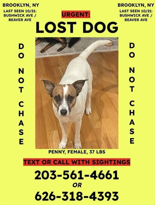 lost dog in New York, New York
