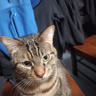 Lost Cat in Seattle, Washington — listing photo
