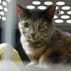 lost cat in Austin, Texas