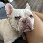 lost dog in Irvine, California