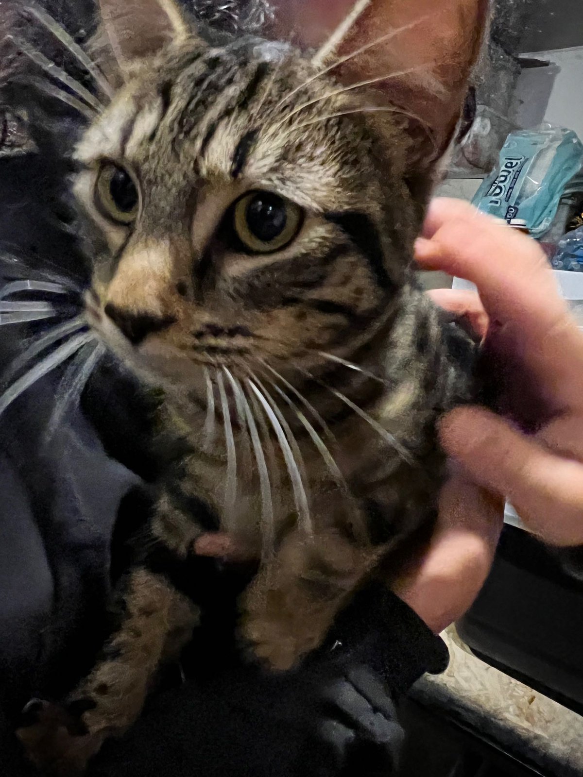 Found Cat in Everett, Massachusetts — listing photo