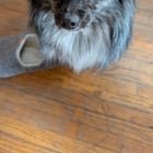 Lost Dog in Albuquerque, New Mexico — listing photo