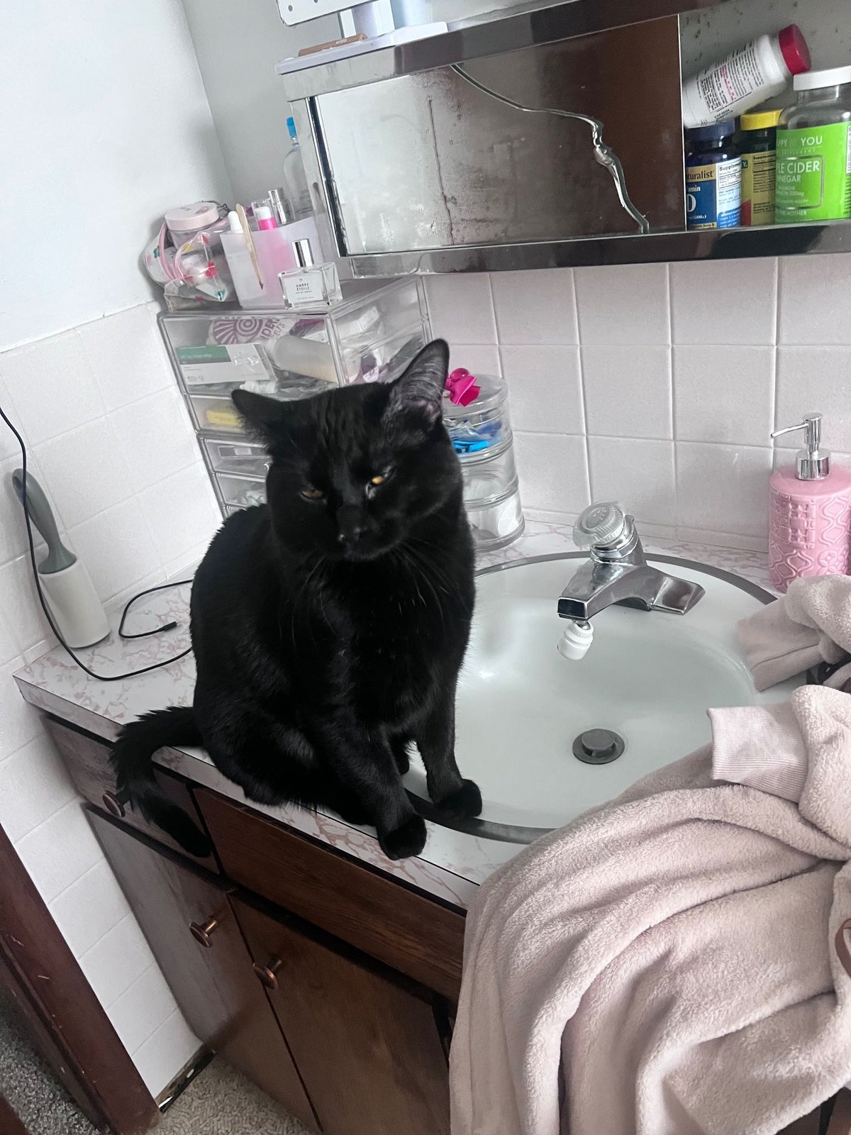 Lost Cat in Colorado Springs, Colorado — listing photo