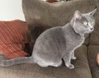 Lost Cat in San Antonio, Texas — listing photo