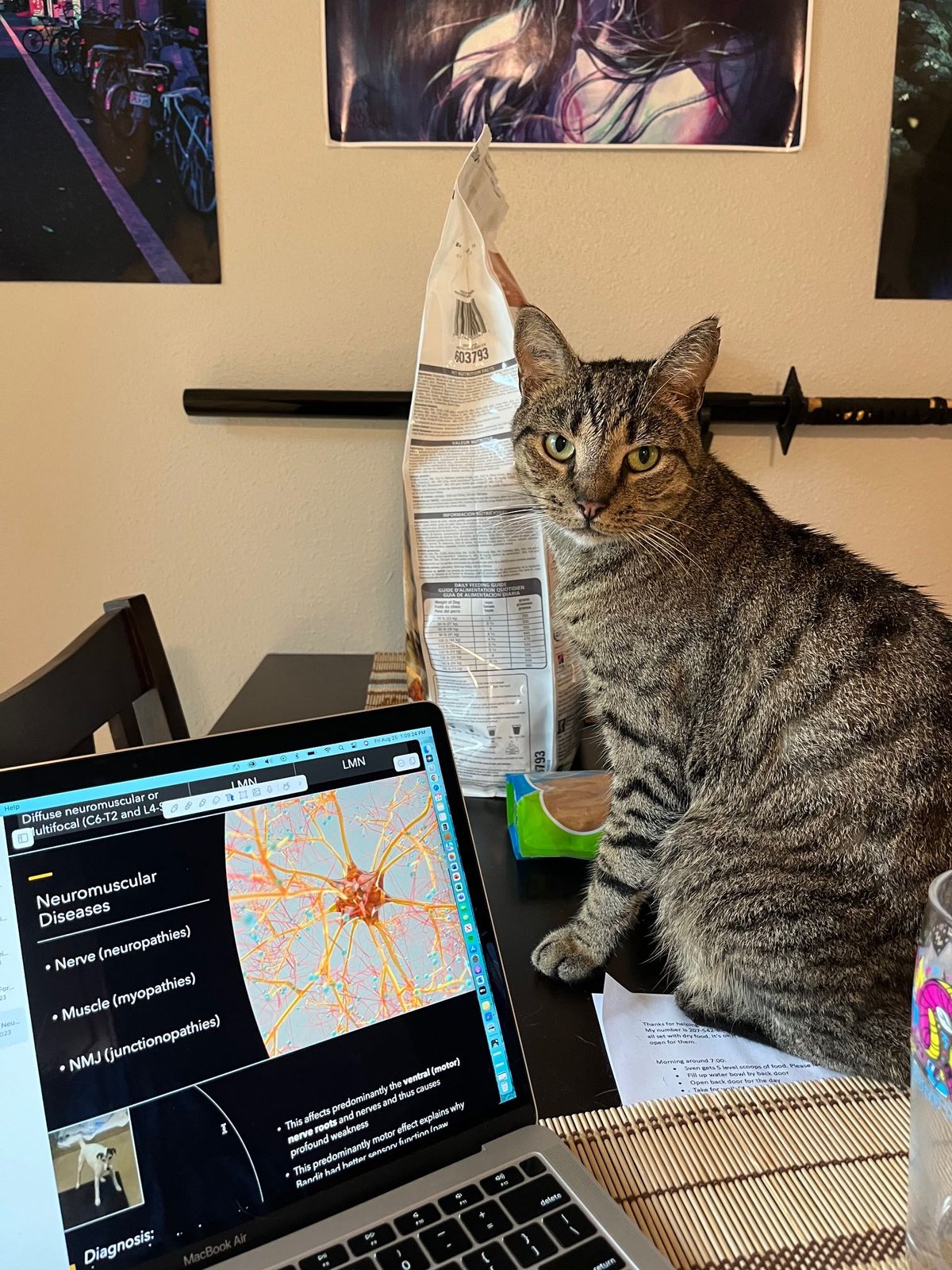 Lost Cat in Fort Collins, Colorado — listing photo