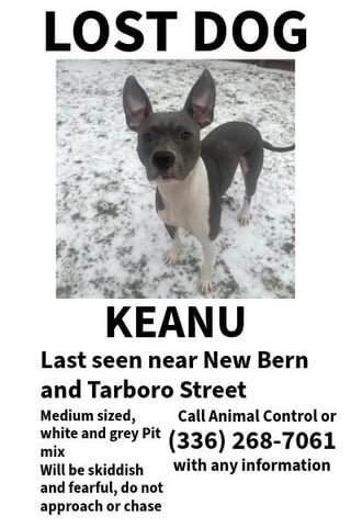 lost dog in Raleigh, North Carolina